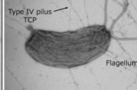 致命的活塞泵细菌 4 型菌毛如何分泌定植因子