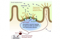 痛感应肠道神经元可防止炎症