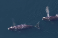 NOAA和BOEM宣布开发海上风能和保护北大西洋露脊鲸的战略草案