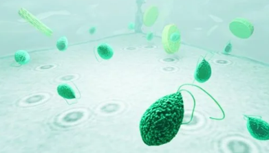 全息显微镜提供了对微型浮游生物生活的洞察力