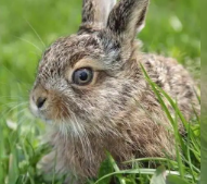 寻找独特野兔的独特基因