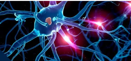 神经科学学会2022年早期职业科学家的成就和研究奖