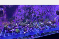 加州科学院的研究人员首次为水族馆培育的珊瑚制作了 家族树
