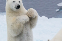 以下是北极熊如何在雪地上获得牵引力