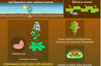 揭示植物中关键光合作用途径的重要性的新线索