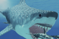 大白鲨可能帮助推动了巨齿鲨的灭绝