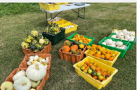弗吉尼亚理工大学帮助农民满足今年秋天对所有南瓜的需求