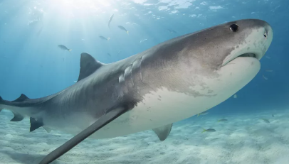 科学家们将相机绑在虎鲨身上以发现新的海草