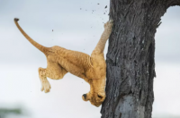 笨拙的幼狮赢得2022年喜剧野生动物摄影奖