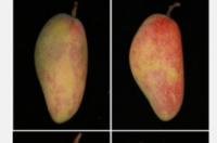 蓝光可能对人类有害但对芒果有益