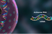 研究揭示了一种提高RNA疗法有效性的新方法