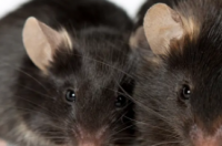 研究发现肥胖可预防小鼠生殖器疱疹