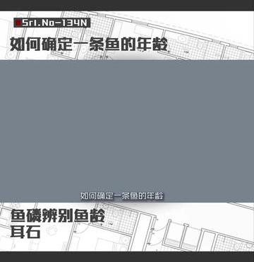 怎样确定一条鱼的年龄（如何确定一条鱼的年龄）