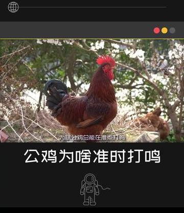 叫了个鸡到底叫什么（你那里的鸡是怎么叫的）