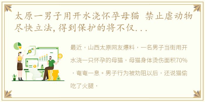 太原一男子用开水浇怀孕母猫 禁止虐动物尽快立法,得到保护的将不仅仅是动物
