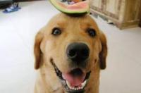 小狗能吃什么水果啊？ 狗狗能吃什么水果