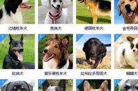 柴犬智商高还是柯基智商高？ 威尔士梗犬智商