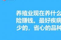 农村没本钱养什么好 什么养殖业本钱少又好养