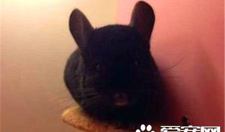 纯黑龙猫分辨 龙猫深黑和纯黑的区别