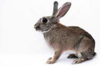 2020给兔子取个好听的名字？ 宠物名字可爱洋气兔子