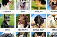 十大聪明犬排名？ 狗智商排行榜前100名