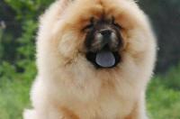 松狮狗1400很温顺纯吗? 松狮犬温顺吗