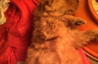 狗狗得犬瘟呕血怎么办？ 犬瘟还有救吗