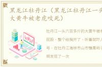 黑龙江牡丹江（黑龙江牡丹江一头600多斤大黄牛被老虎咬死）