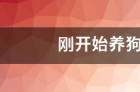 刚开始养狗要怎么养？ 大规模养狗是怎么养