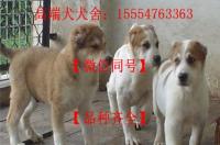 中亚成年犬有多重？ 中亚牧羊犬纯种特征