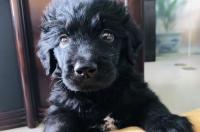 荷兰牧羊犬智商排名？ 平毛巡回猎犬智商