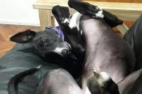 法斗战斗力排名？ 法兰西斗牛犬凶不凶