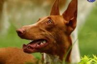 法国最贵的犬？ 法老王猎犬优缺点