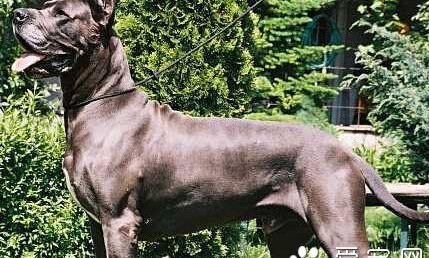 大丹犬性格 有很强忍耐力的狗狗