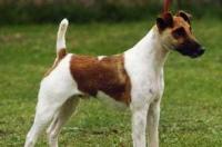 嗅觉犬前十名？ 猎狐犬种类