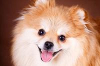 博美犬的优缺点 养博美的优缺点