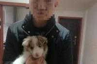 陨石边牧5500算贵吗 陨石边牧犬多少钱一只