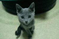 俄罗斯蓝猫为什么不建议养？ 纯种俄罗斯蓝猫价格