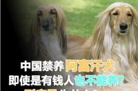 昆明犬咬合力排第几？ 阿富汗犬与藏獒