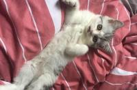 美短加白是指什么品种的猫？ 美短品种图解