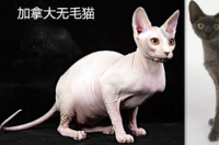 龙珠里面特别像柯尼斯的猫？ 比鲁斯猫是什么猫