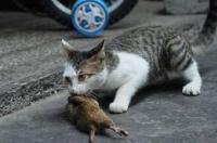 猫为什么要把老鼠玩死再吃掉？ 猫为什么要吃老鼠阅读答案