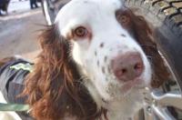 适合家养三大警犬？ 史宾格警犬