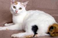 短尾白猫算不算稀有猫？ 短尾猫能养吗