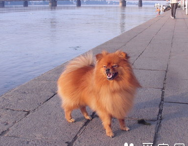 小型犬品种大全带图 小型犬种类多