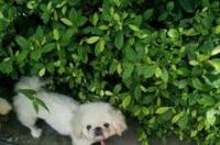 北京西城区办狗证流程？ 北京犬证什么样