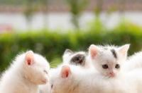 不掉毛的猫品种？ 不掉毛的猫猫品种