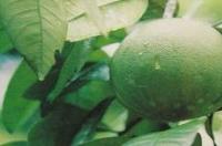 化橘红和莓茶哪个更好？ 化橘红不适合哪些人