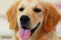 金毛犬长大了会咬人吗？ 金毛有攻击性吗