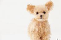 玩具贵宾犬一只大概多少钱？ 玩具贵宾价格